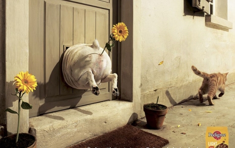 Şişko değil obezim bi kere