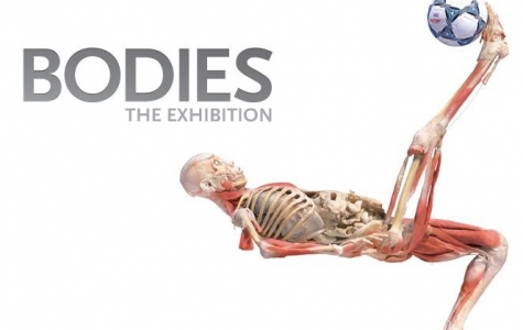 Bodies, The Exhibition