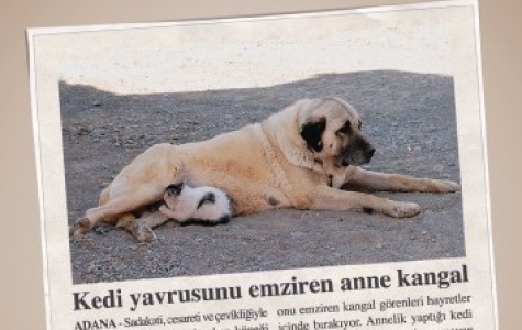 Anneler Gününüz Kutlu Olsun!