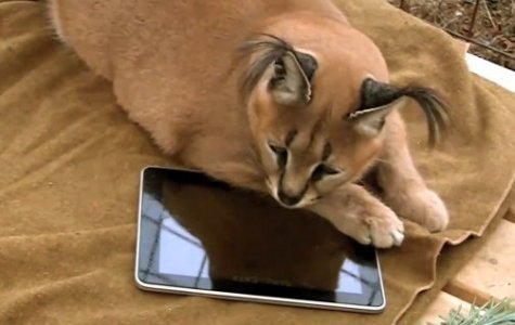 Vahşi Kediler ve iPad