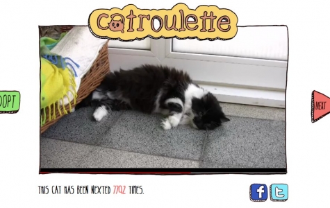 Catroulette: Kedi evlat edinme platformu