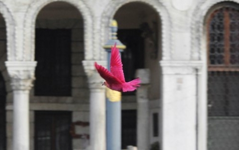 Venedik’in Boyalı Kuşları