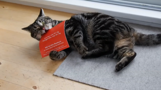 Hedef Kitlesine Ulaşmak İçin Kedilerle İşbirliği Yapan Reklam Ajansı