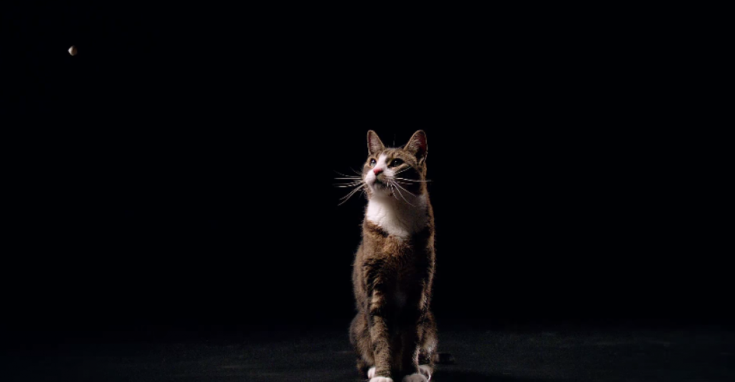 Süper Ağır Çekimli Kedi Maması Reklamı: Temptations