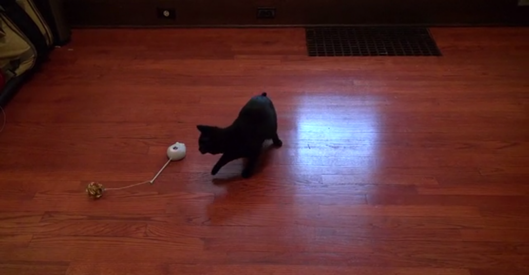 Akıllı Kedi Oyuncağı: Mousr