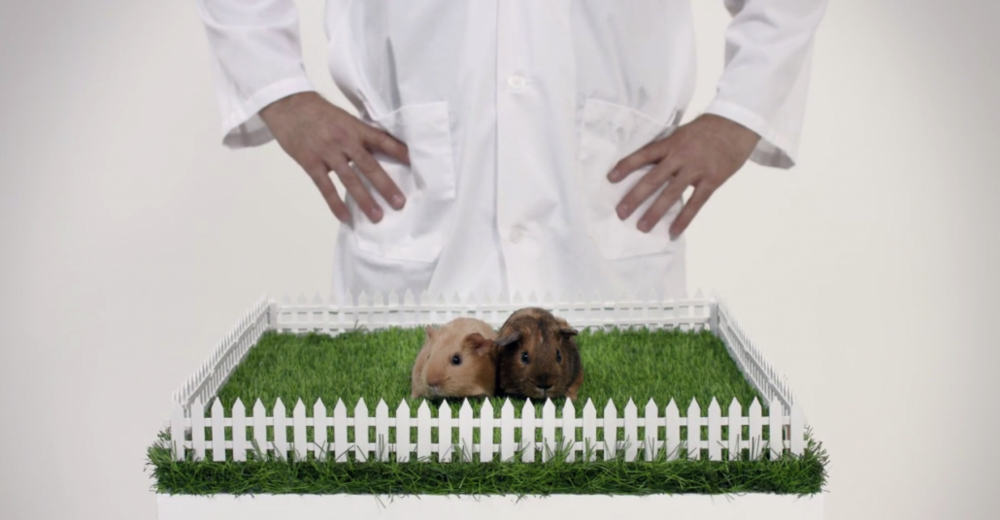 Tüy Topları: Gine Domuzları Üzerinden Testis Kanseri Kontrolü