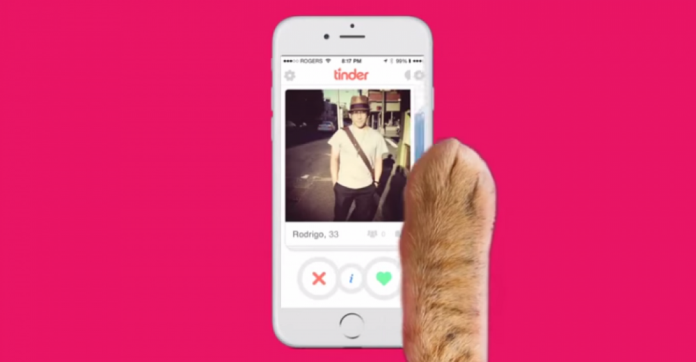 Tinder’da Ciddi İlişki Arayan Kediler