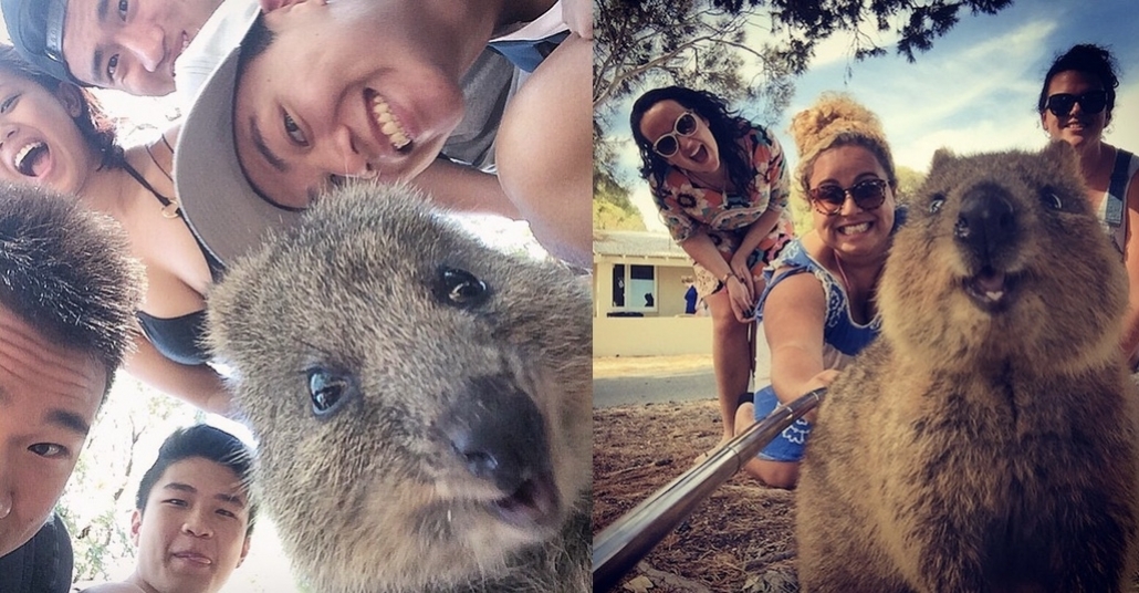 Minyatür Kanguruya Benzeyen Hayvan Koaka ile Selfie
