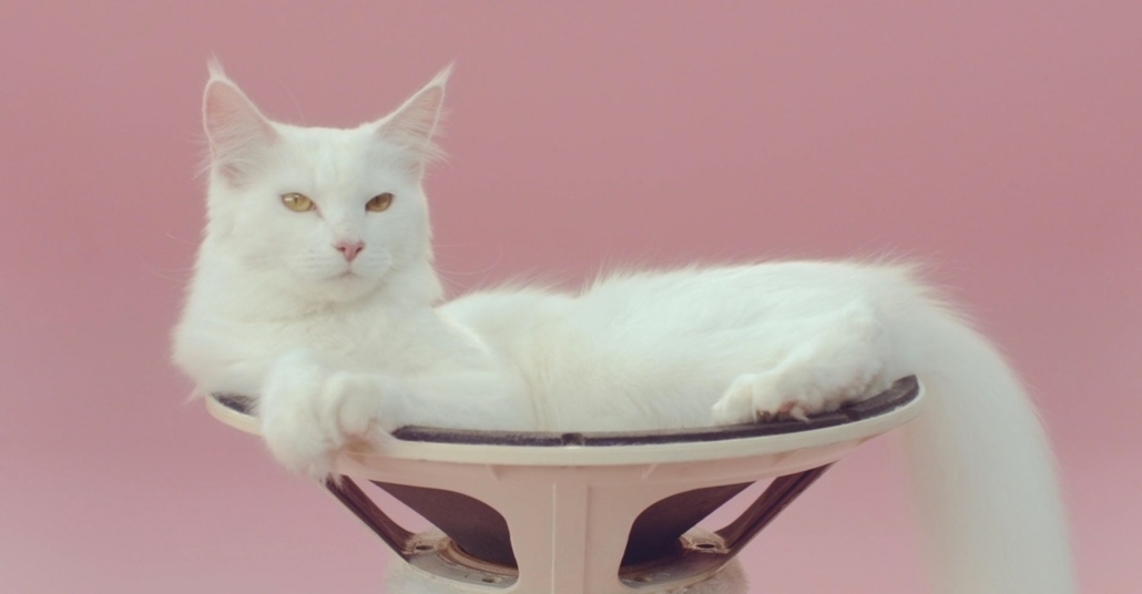 5 Kedinin Başrolde Olduğu Müzik Videosu