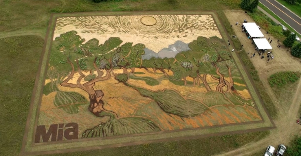 6 Ayda Tarlada Büyüyen Van Gogh’un Zeytin Ağacı Tablosu