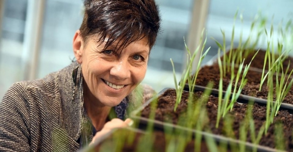 Kurumuş Bitkileri Hayata Döndürecek Bilim Çalışması