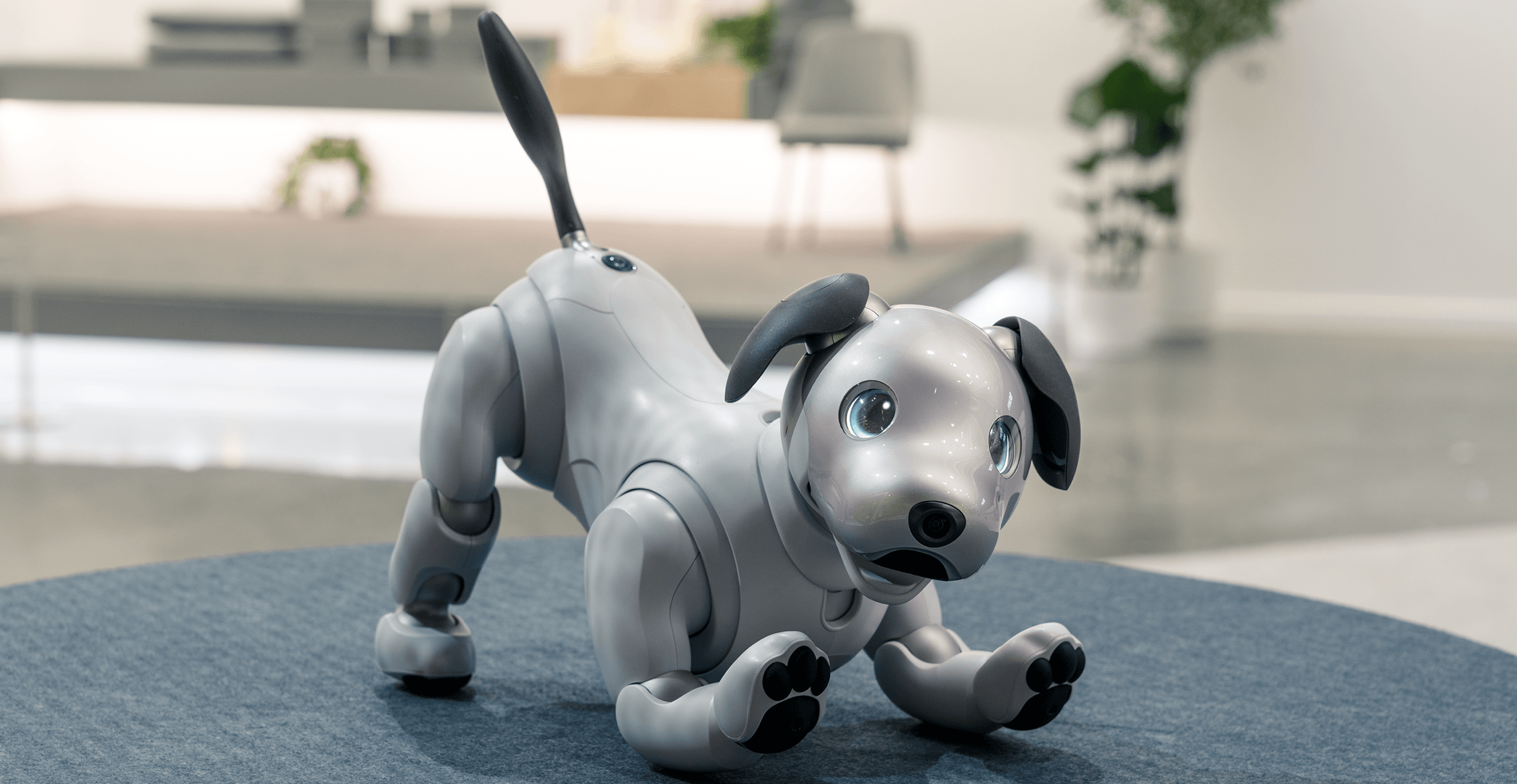 Sony’nin Sahibini Tanıyan Robot Köpeği Aibo