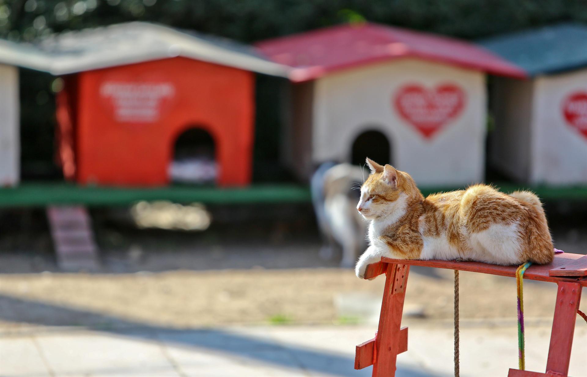 markalarin ve belediyelerin icimizi isitan kedi evi projeleri bigumigu