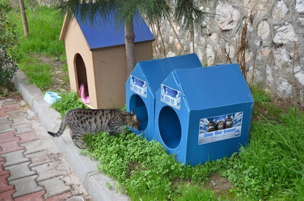 markalarin ve belediyelerin icimizi isitan kedi evi projeleri bigumigu