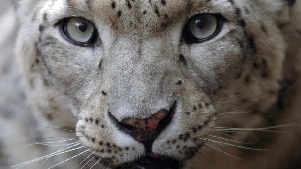 lion's share_cannes lions 2018_bigumigu_