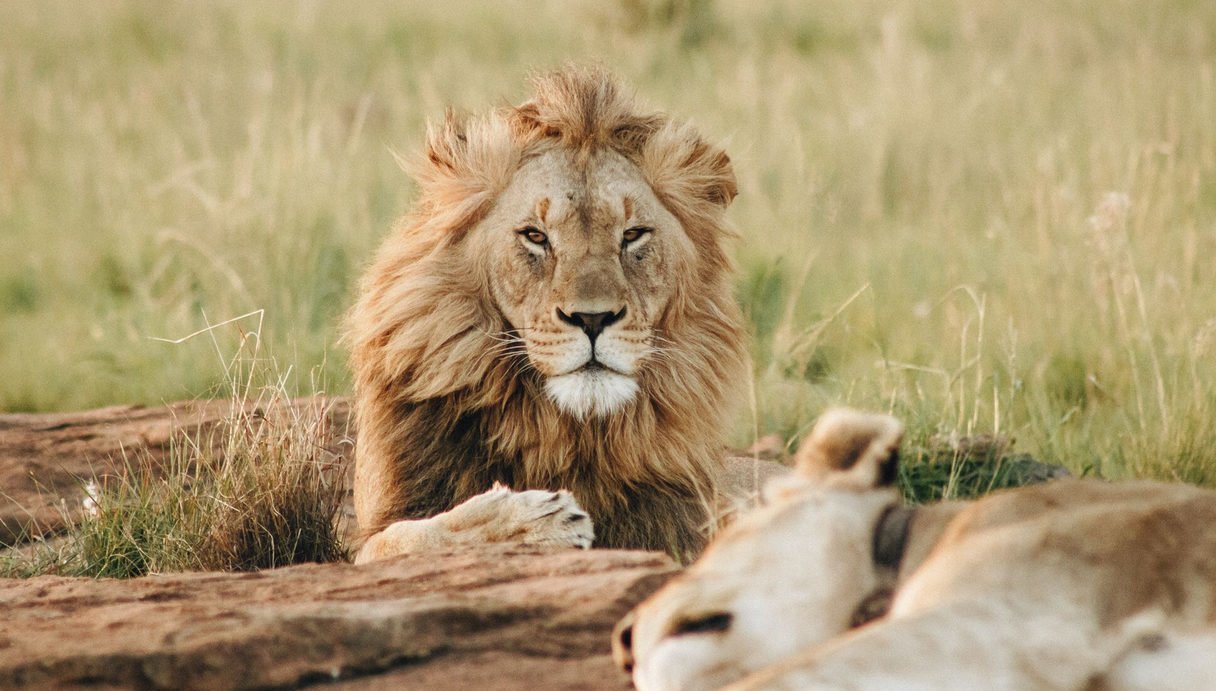 Lion’s Share: Medya Harcamalarıyla Doğal Hayatı Korumaya Destek [Cannes Lions 2018]
