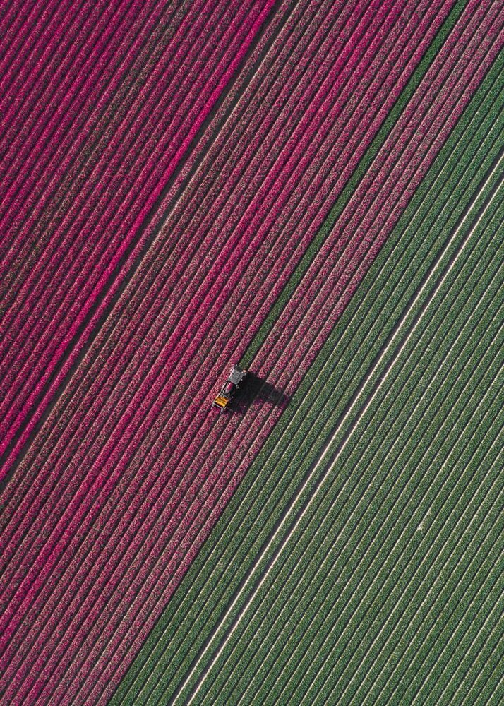 lale_tom hegen_the tulip series_bigumigu_