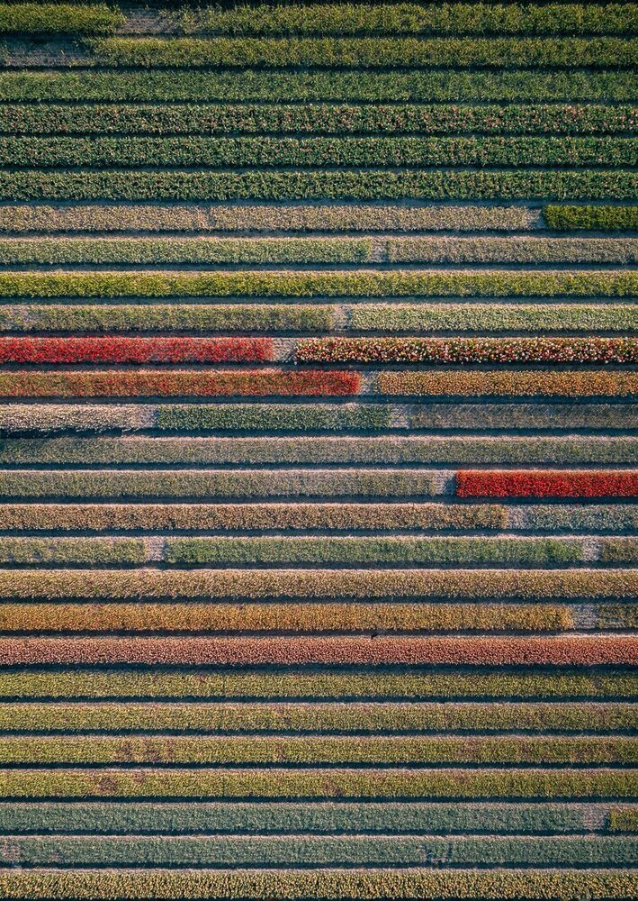 lale_tom hegen_the tulip series_bigumigu_