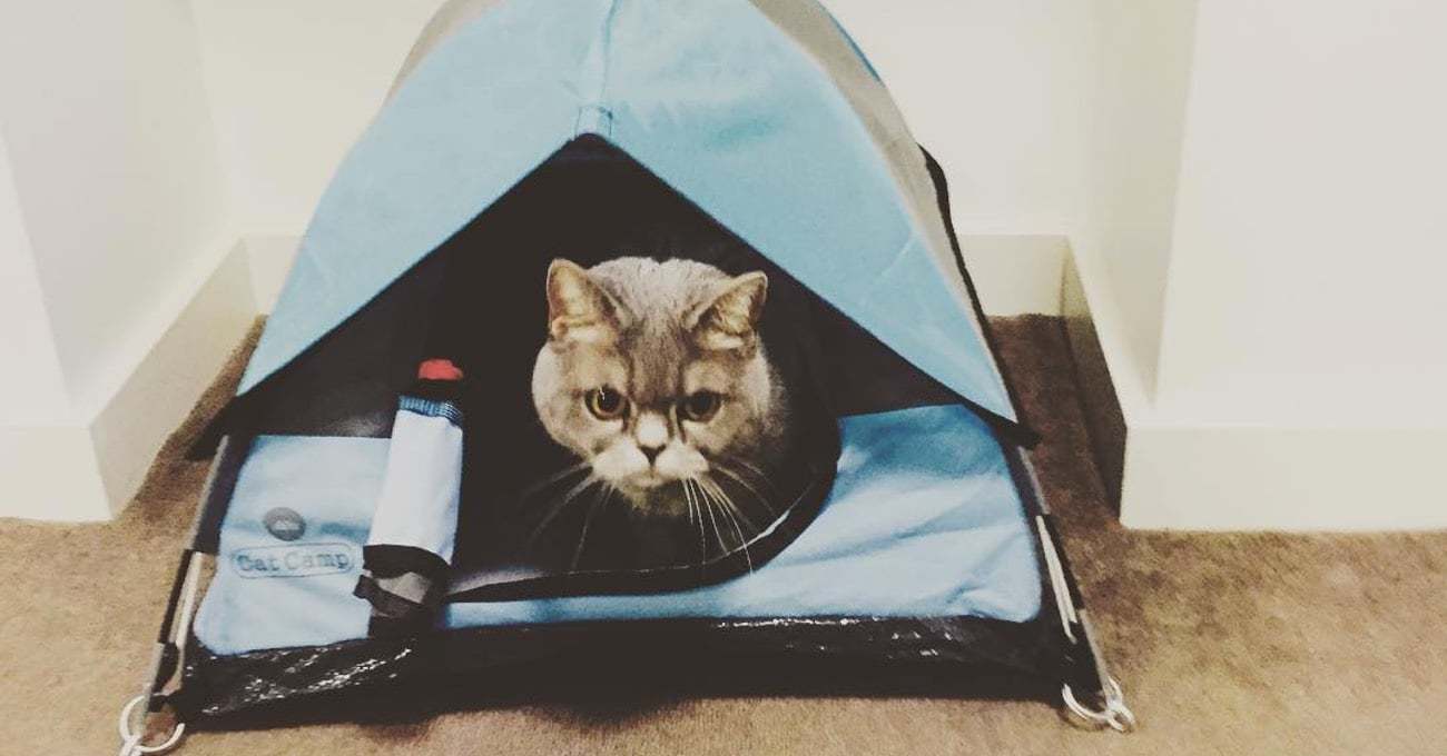 Artık Kediniz Kendi Çadırıyla Kampa Gidebilir