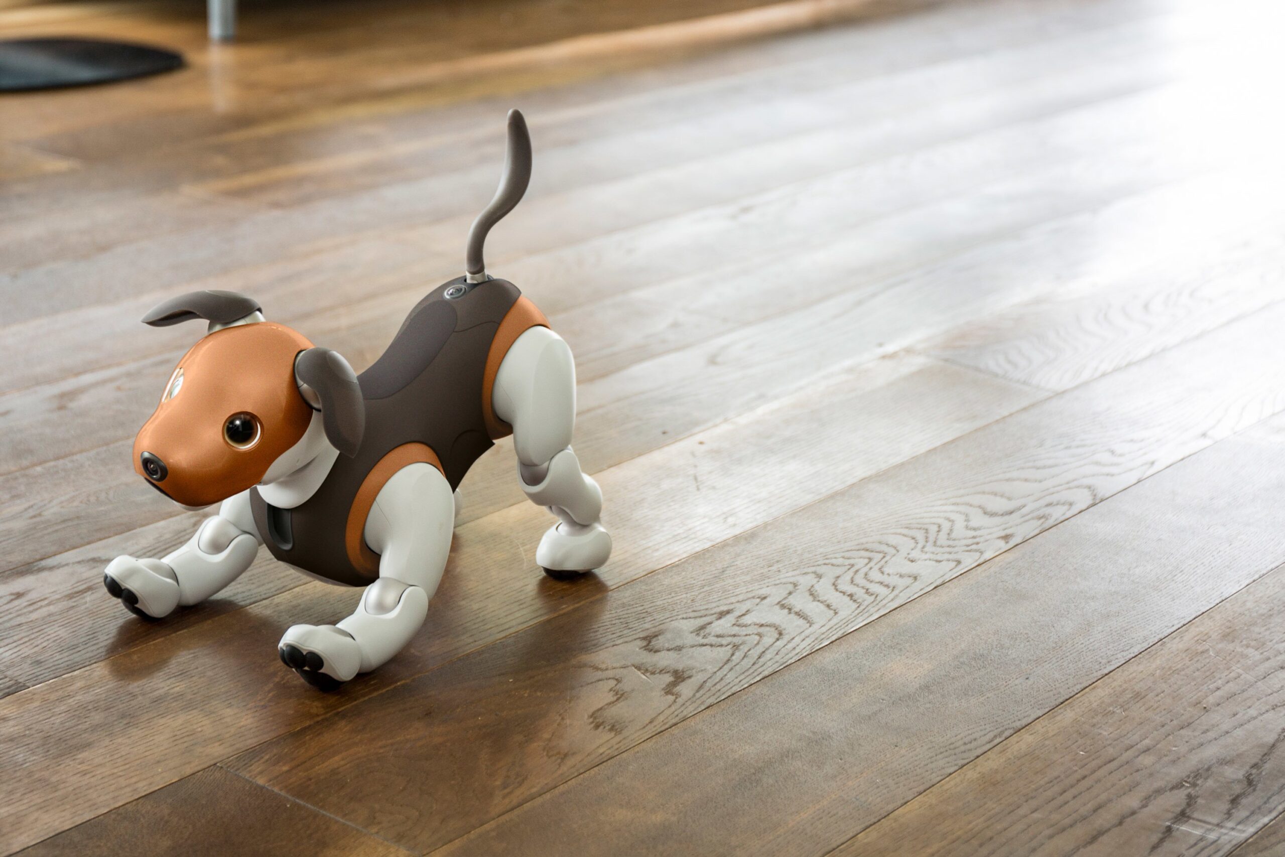 Robot Köpek Aibo Çikolata Rengiyle Beagle’a Benziyor