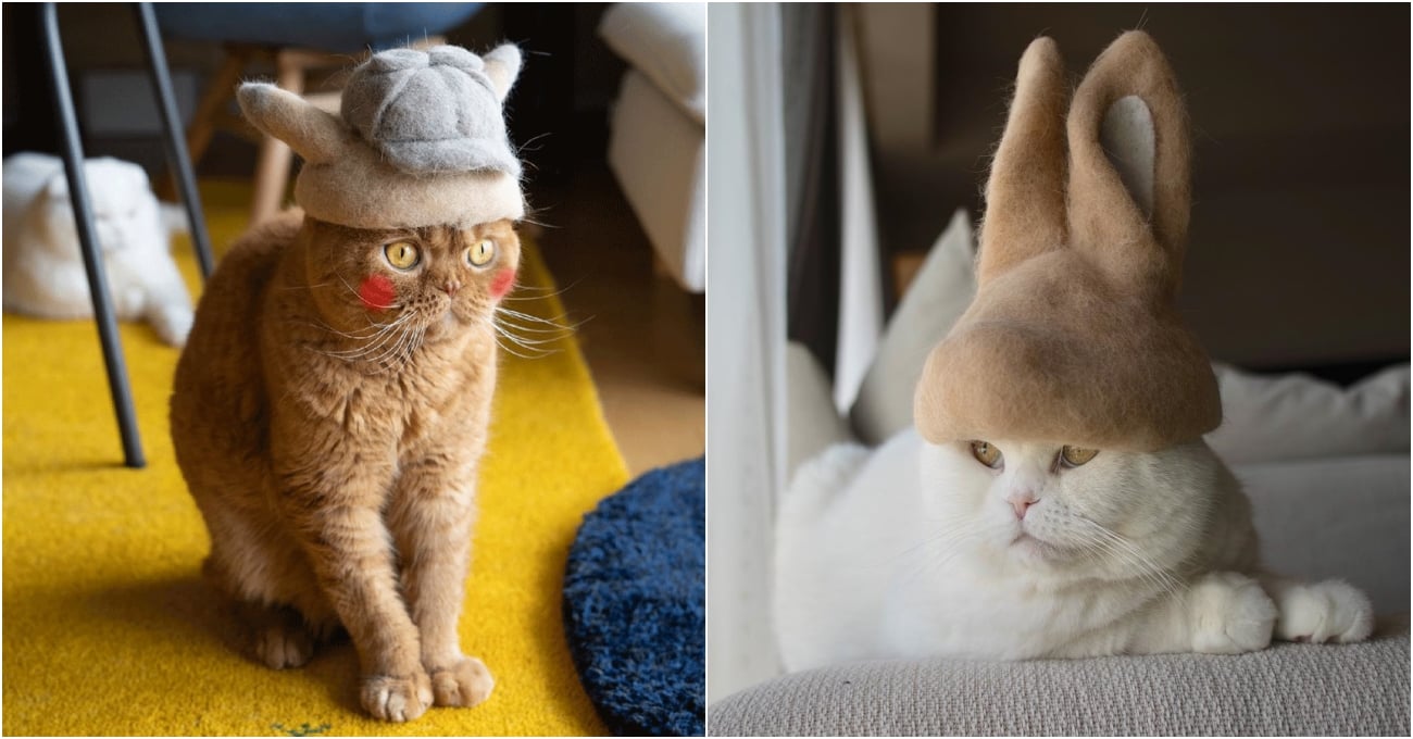 Kedilere Kendi Tüylerinden El Yapımı Şapkalar