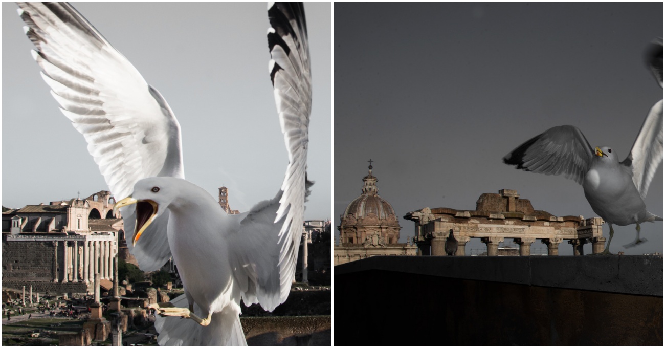 Roma Manzarasını Ansızın Kesen Kuşlar