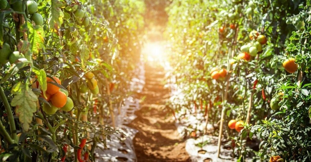 Bitkilerin Stresini Ölçerek Kuraklığa Karşı Çiftçileri Uyaran Nanosensör