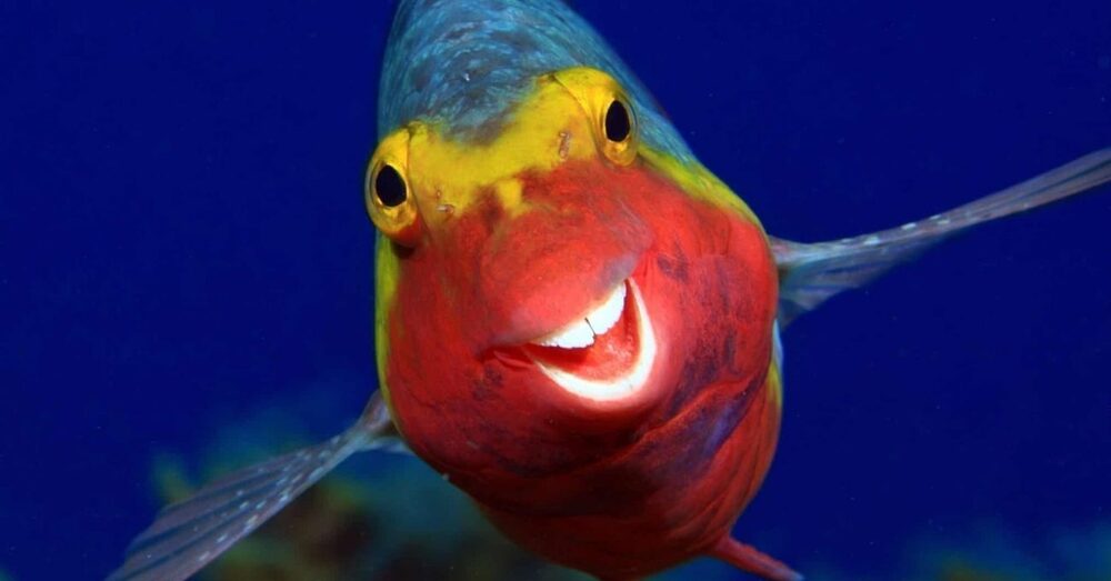 2020’nin Güldüren Vahşi Yaşam Fotoğrafları