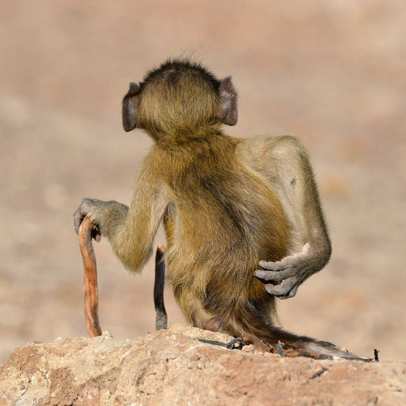 2020 Comedy Wildlife Photography Awards