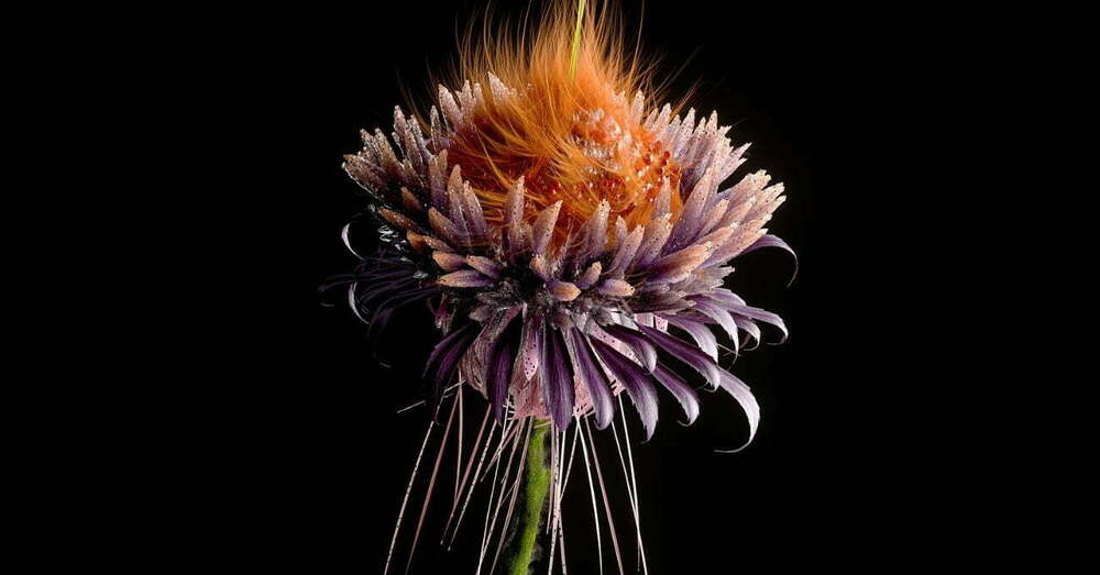 Artificial Bloom
