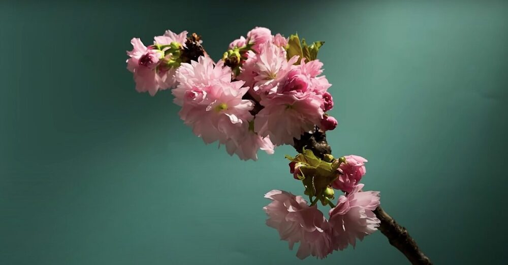 Baharın Gelişini Kutlayan Çiçekler