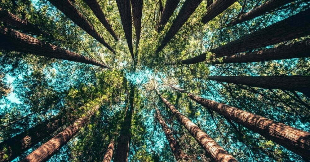 Ağaçların Şarkılarını Dinleyebileceğiniz Radyo İstasyonu