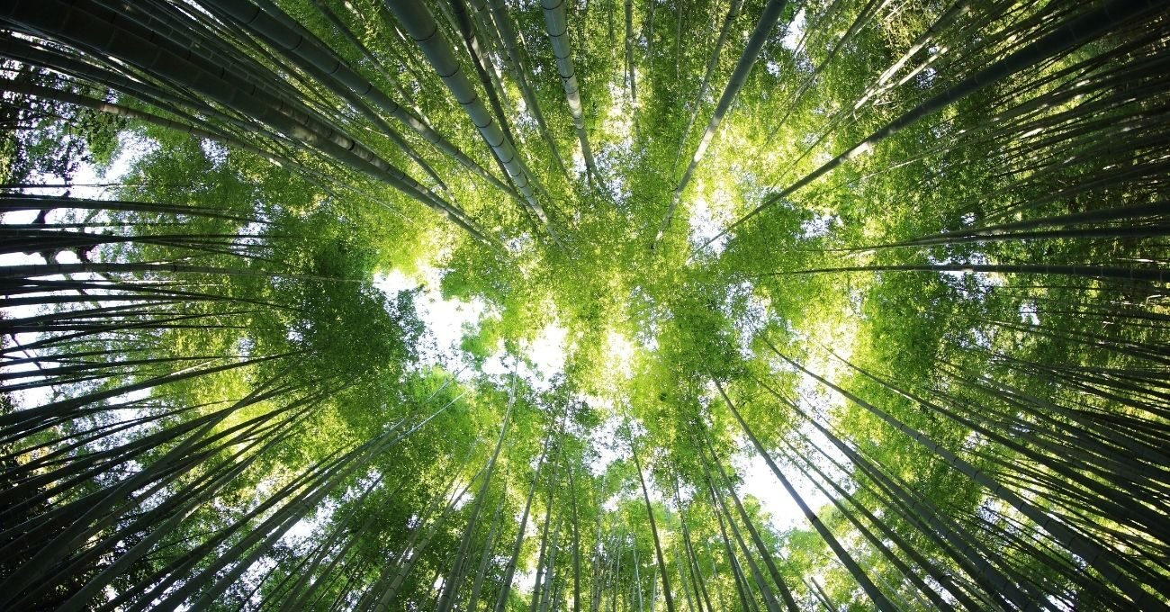 Ağaçları Gerçekten Verimli Olacakları Konumlarla Eşleştiren Biyoteknoloji