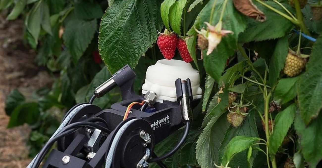 Meyveleri Zedelemeden Toplayan Robotlar