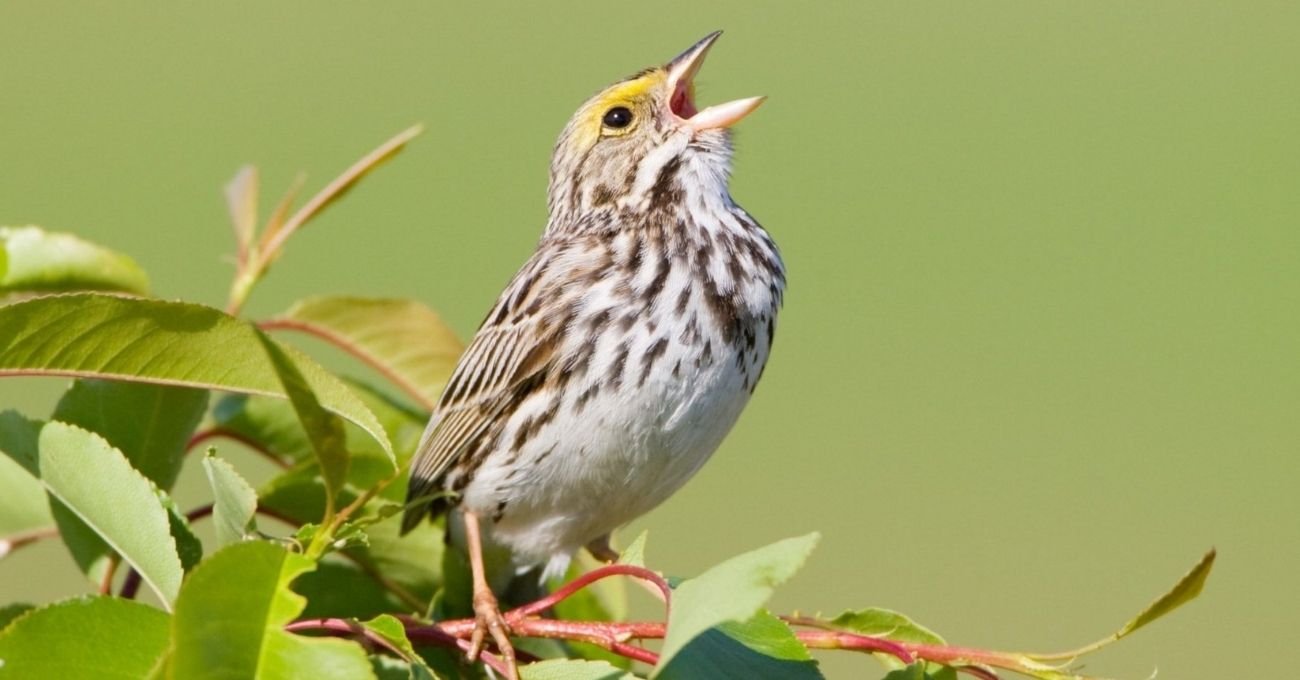 Kuşların Türlerini Cıvıltılarından Tanıyan Cihaz: Haikubox