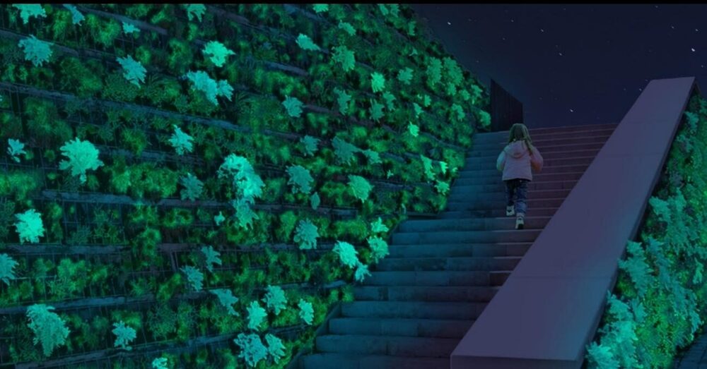 Bitkileri Gece Aydınlatmasına Dönüştüren Serum