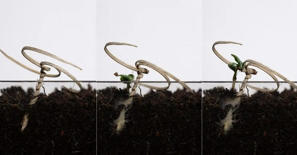 Havadan Tohumlamada Kendini Toprağa Gömebilen Taşıyıcı