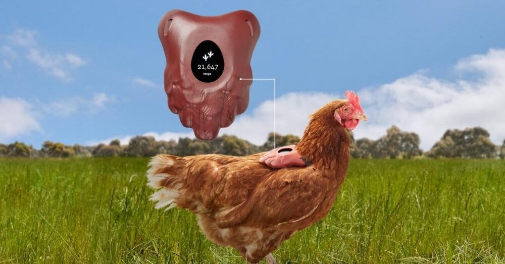 Serbest Gezen Tavuk Günde Kaç Adım Atar?