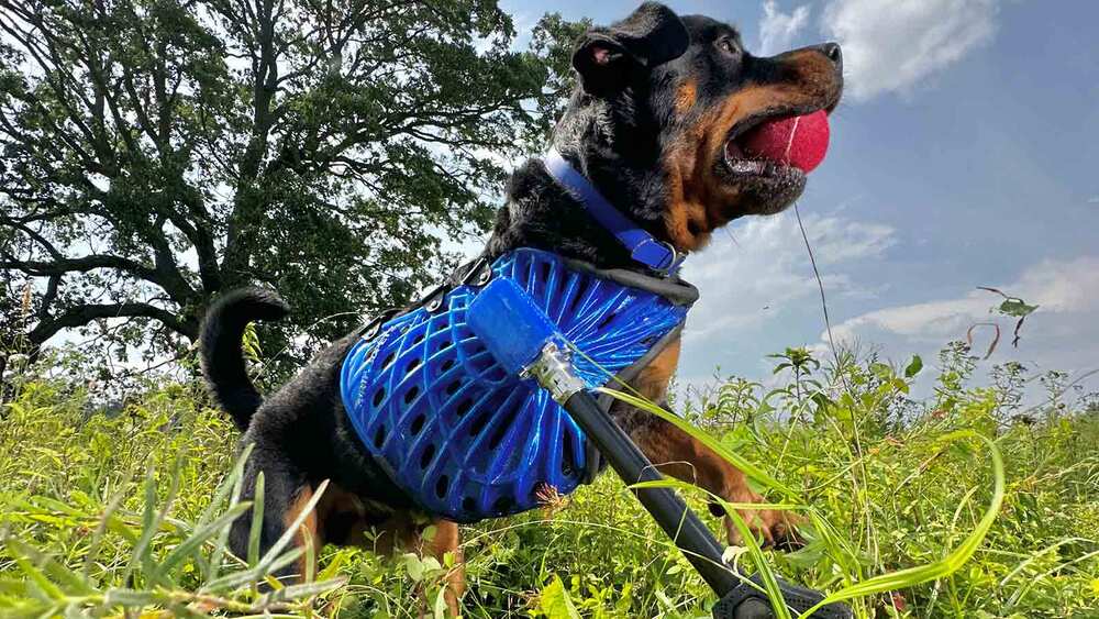 iPhone 14 Pro Köpek Protezi