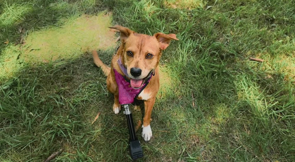 iPhone 14 Pro Köpek Protezi