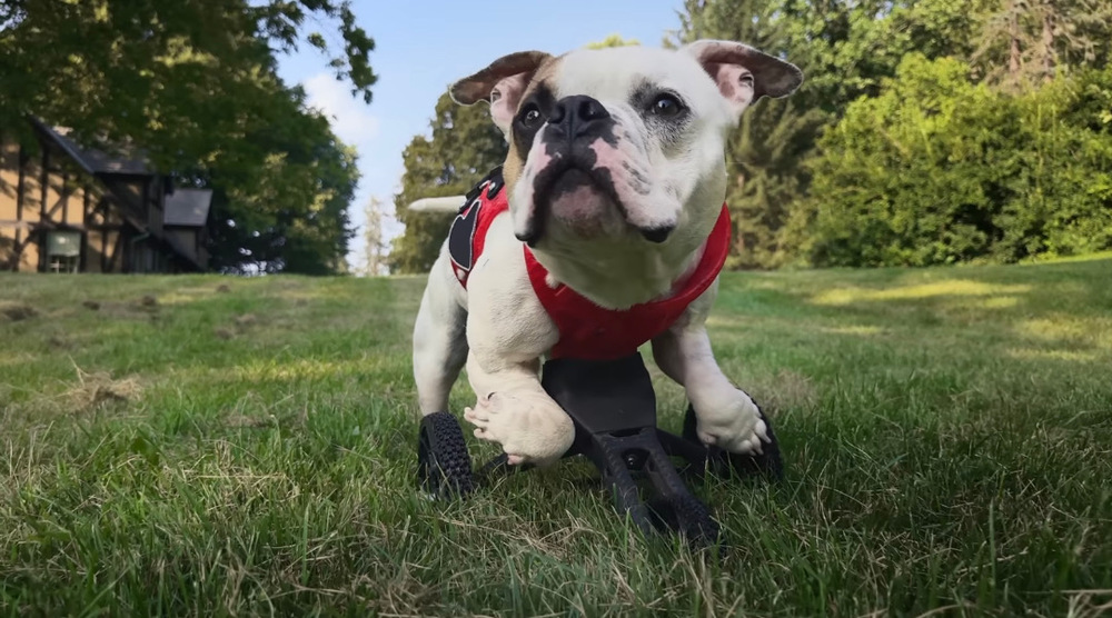 iPhone 14 Pro Köpek Protezi