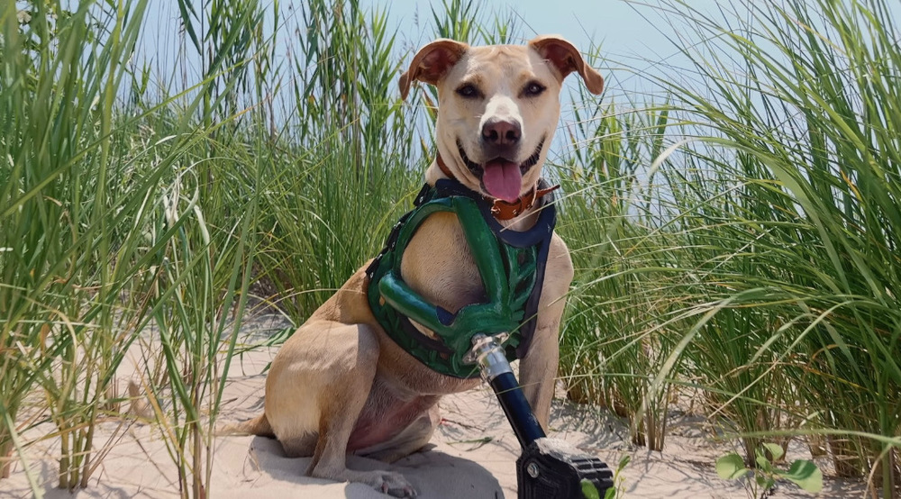 iPhone 14 Pro Köpek Protezi