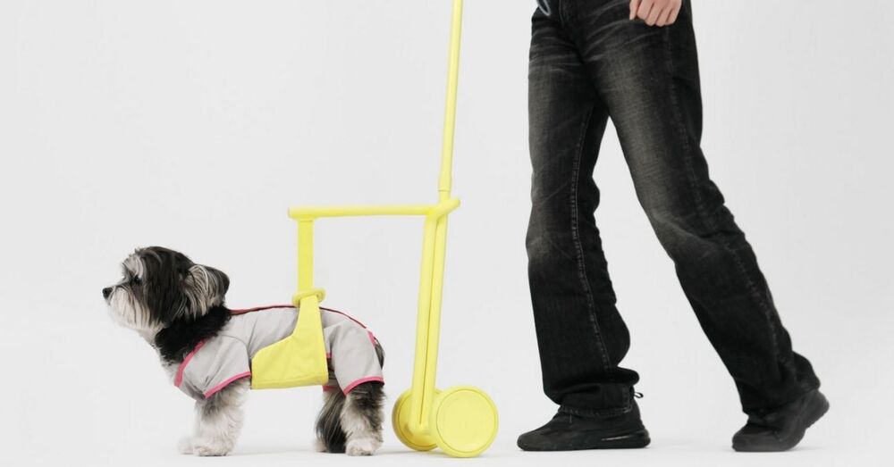 Yaşlı Köpeklerin Yorulmadan Yürümesi İçin Sensörlü Destek