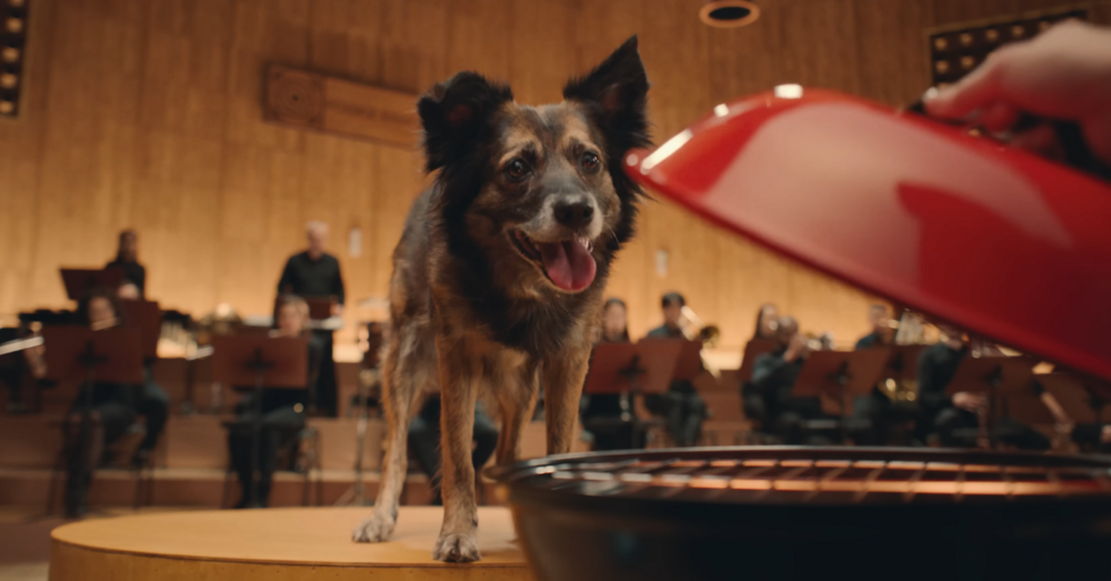 Köpeklerin Kuyruk Sallayışlarını Müziğe Dönüştüren Orkestra