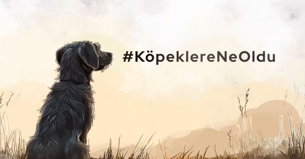 Köpeklere Ne Oldu?