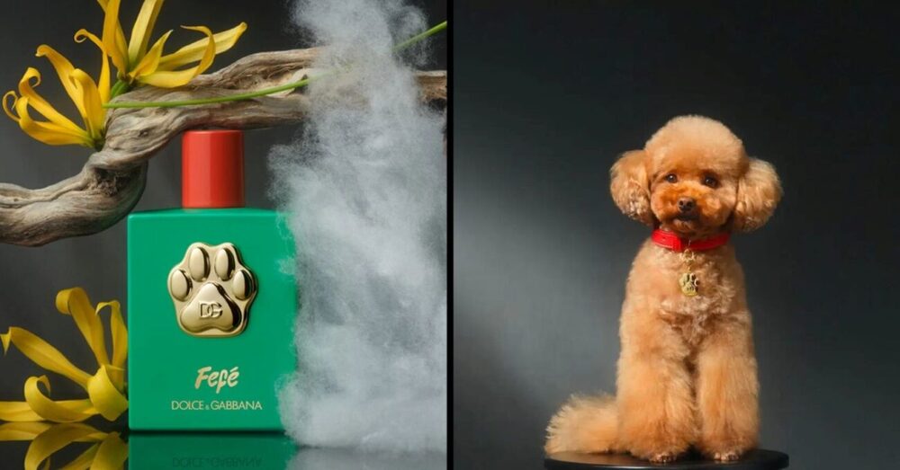 Dolce & Gabbana’dan Veteriner Hekimleri Kızdıran Köpek Parfümü