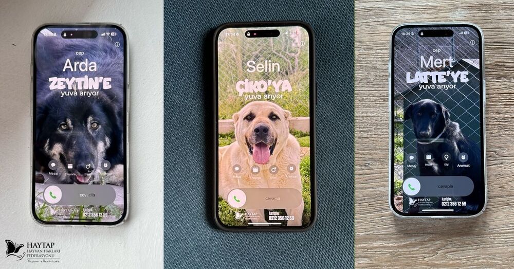 Arama Ekranlarında Yuva Arayan Patili Dostlar