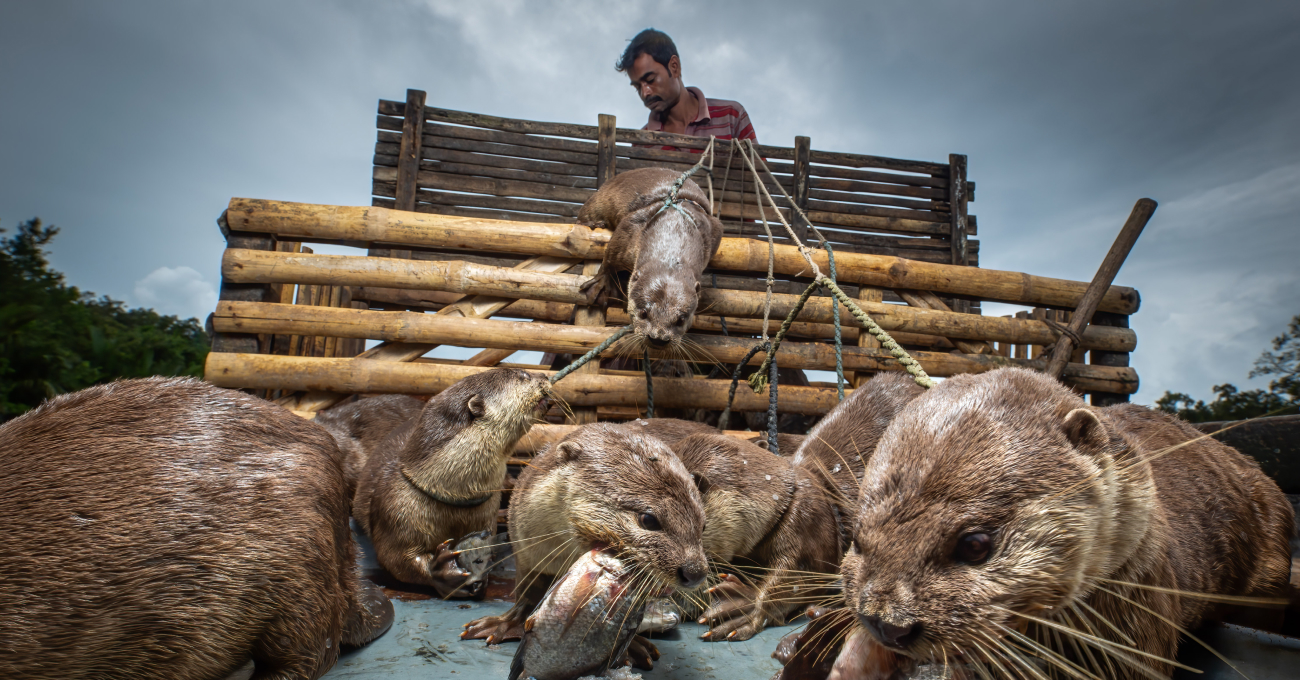 Mangrov Ormanlarındaki Tropikal Hayatlardan Ödüllü Kareler