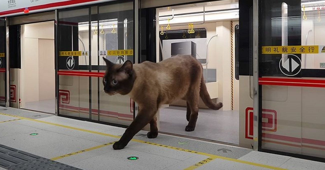 Kedi Metrosu