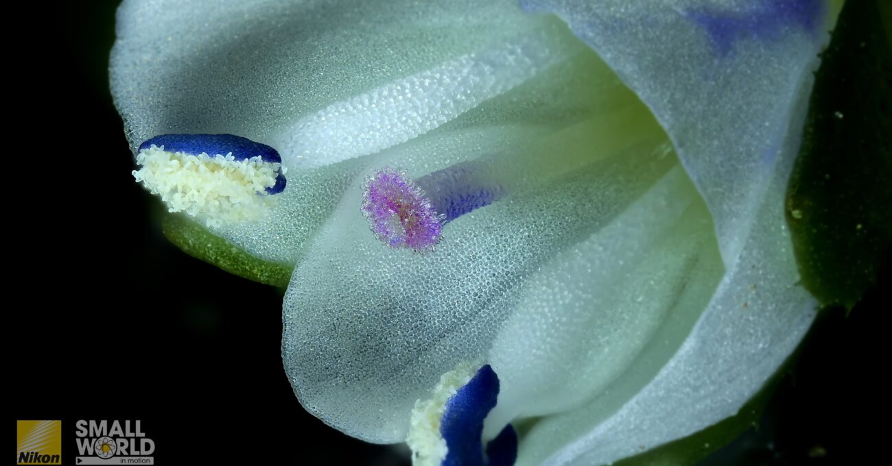 Mikroskobik Evrenlerin Büyüleyici Akışı